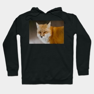 Red Fox Hoodie